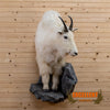 mountain goat half-body taxidermy mount for sale
