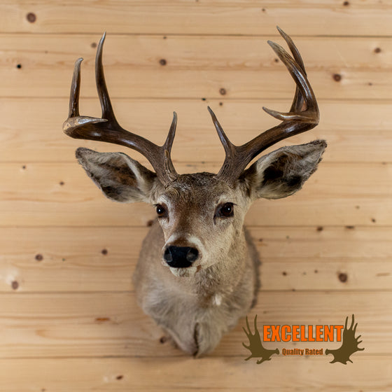 coues deer taxidermy shoulder mount for sale