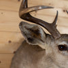 Excellent 8 Point Coues Deer Buck Taxidermy Mount NR4034