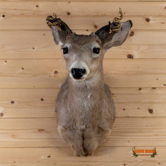 unique coues deer taxidermy shoulder mount for sale