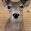 Cabin Grade Coues Deer Buck Taxidermy Mount NR4035