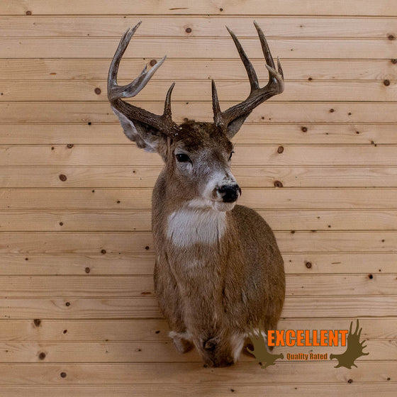 canada whitetail deer buck taxidermy shoulder mount for sale
