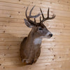 Excellent Nine-Point 4X5 Canadian Whitetail Buck Taxidermy Mount NR4037