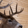 Excellent Nine-Point 4X5 Canadian Whitetail Buck Taxidermy Mount NR4037
