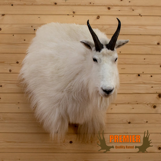 mountain goat taxidermy mount for sale