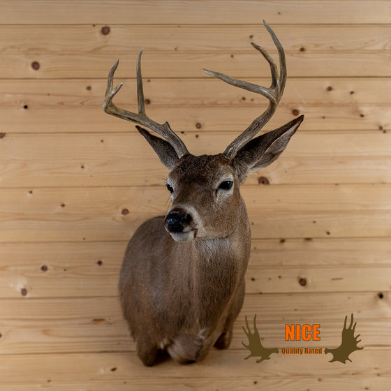 carmen mountain whitetail deer taxidermy mount for sale