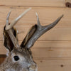 Excellent Jackalope with Whitetail Deer Antlers Taxidermy Shoulder Mount PL2001