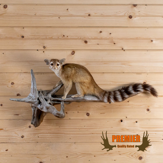 ringtail cat taxidermy full body mount for sale