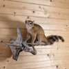 Ringtail Cat Taxidermy Mount SN4004