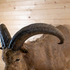 Premier Aoudad Barbary Sheep Taxidermy Half-Body Mount SN4005