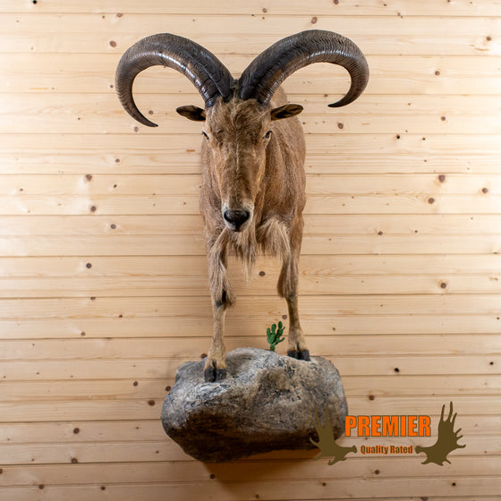 aoudad barbary sheep half-body taxidermy mount for sale