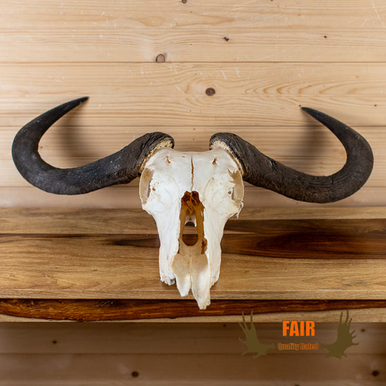 african blue wildebeest skull with horns for sale