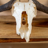 African Blue Wildebeest Skull SN4019