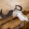African Blue Wildebeest Skull SN4019