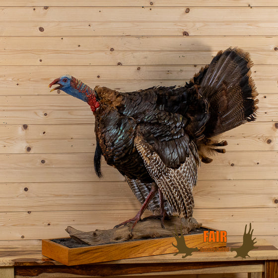 eastern tom turkey full-body lifesize taxidermy mount for sale