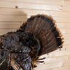 Eastern Tom Turkey Full-Body Lifesize Taxidermy Mount SN4022