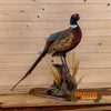 Excellent Perched Ringneck Pheasant Taxidermy Mount SW10872