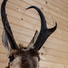 Excellent Pronghorn Antelope Taxidermy Shoulder Mount SW11323
