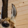 Excellent Pronghorn Antelope Taxidermy Shoulder Mount SW11323
