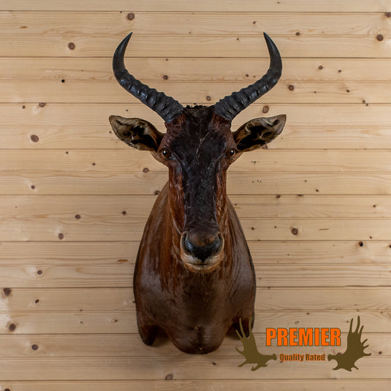 African antelope tsessebe taxidermy shoulder mount for sale