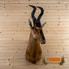 African red hartebeest taxidermy shoulder mount for sale SCI bronze