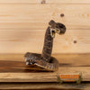 rattlesnake taxidermy mount for sale