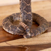 Excellent Diamondback Rattlesnake Full Body Taxidermy Mount SW11334