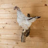 Nice Perched Ptarmigan Taxidermy Mount in Early Summer Plumage SW11335