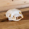 Excellent African Crested Porcupine Skull SW3776