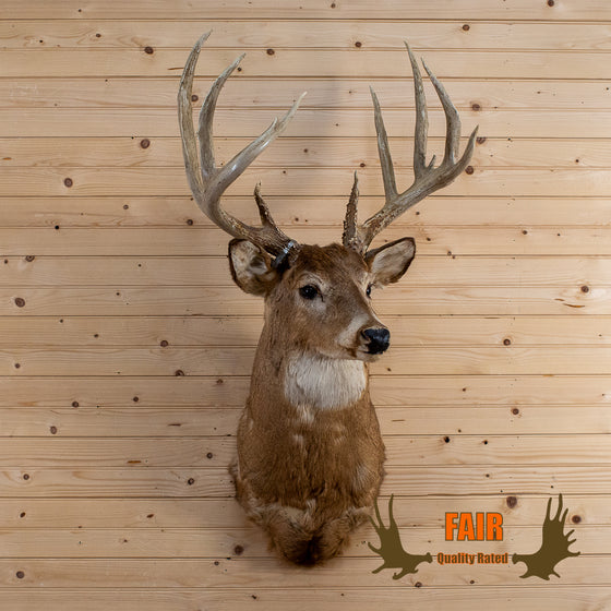 whitetail deer buck taxidermy trophy shoulder mount for sale