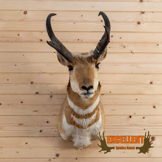 pronghorn antelope taxidermy shoulder mount trophy for sale