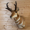 Excellent Pronghorn Antelope Taxidermy Shoulder Mount WW6103