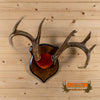whitetail deer buck antler rack plaque mount for sale