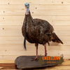 eastern turkey bearded hen taxidermy mount for sale