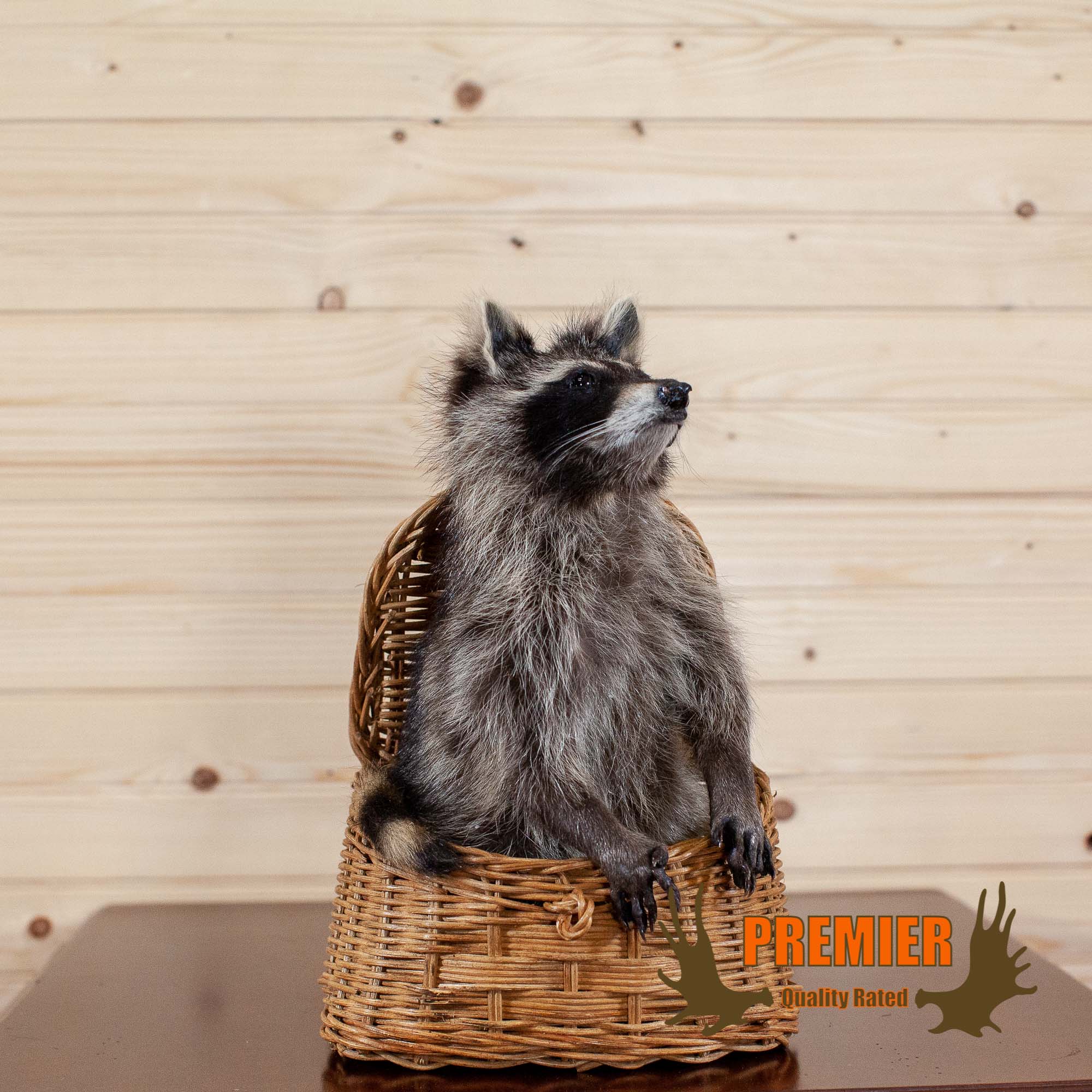 Raccoon with Fishing Creel SW10028 at SafariWorks Decor