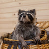 Raccoon in Fishing Creel Taxidermy Mount - SW10141