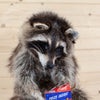Cracker Jack Coon - Raccoon Taxidermy Mount - SW10079