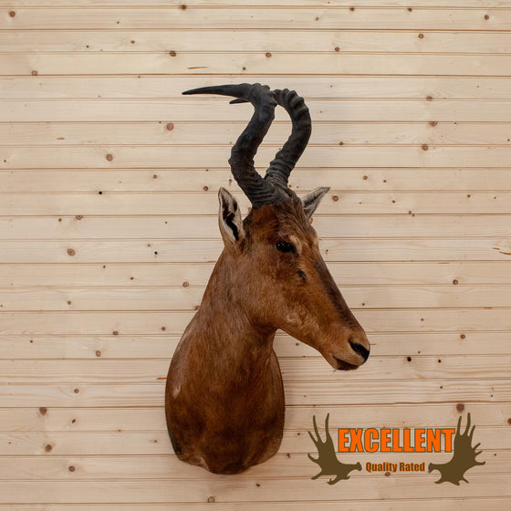 african red hartebeest taxidermy shoulder mount for sale