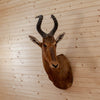 African Red Hartebeest Taxidermy Mount - SW10157