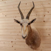 African White Blesbok Taxidermy Mount - SW10166