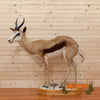african full body life-size springbok trophy taxidermy mount for sale