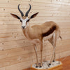 African Springbok Life-size Full Body Taxidermy Mount - SW10176