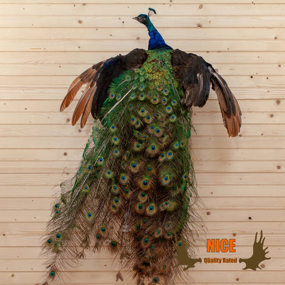 indian peacock taxidermy mount for sale