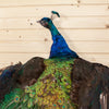 Indian Peacock in Flight Taxidermy Mount SW10207