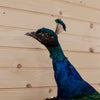 Indian Peacock in Flight Taxidermy Mount SW10207