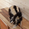 Full Body Skunk Taxidermy Mount SW10257