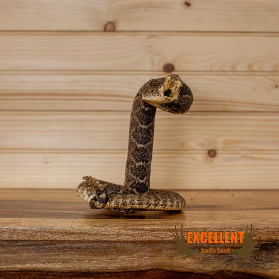 diamondback rattlesnake taxidermy for sale