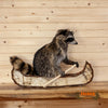 raccoon paddling birch bark canoe taxidermy mount for sale