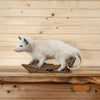 excellent quality white opossum full body taxidermy mount for sale