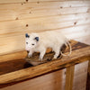Full Body Opossum Taxidermy Mount SW10301